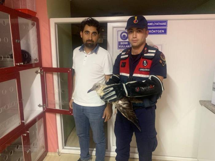 Jandarmadan Yaralı Martıya Şefkat Eli