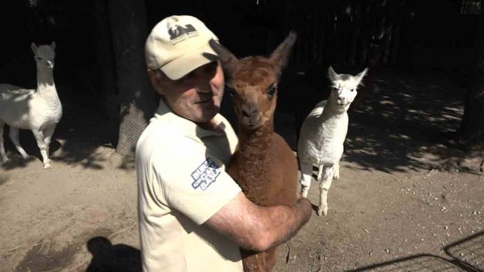 Yavru Alpaka Bursa’nın Neşe Kaynağı Oldu