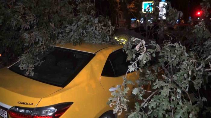 193 Yıllık Ağaç Taksi Durağına Devrildi, 2 Taksi Ağacın Altında Kaldı