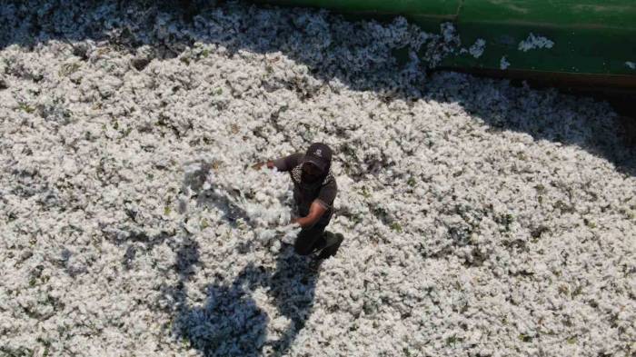 Enkaz Kentin Bereketli Topraklarında ’beyaz Altın’ Hasadı Başladı