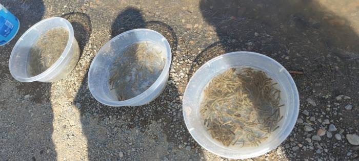 Yavru Siraz Balıkları Baraj Gölüne Bırakıldı