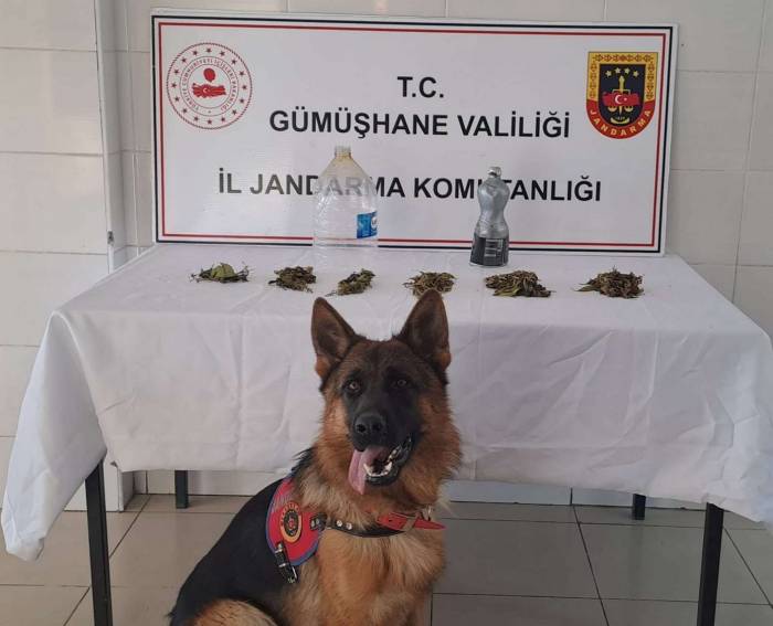 Jandarma’dan Şiran’da Uyuşturucu Operasyonu