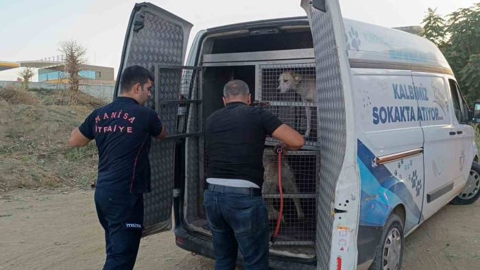 Turgutlu’da Dere Yatağında Mahsur Kalan Köpek Kurtarıldı