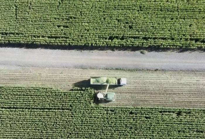 Muş’ta Silajlık Mısır Hasadına Başlandı