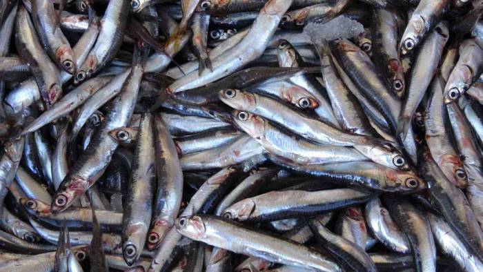 Balık Sezonu Açıldı, Kırmızı Ete Olan İlgi Azaldı