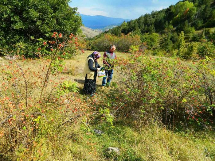 Posof’ta Kış Hazırlıkları