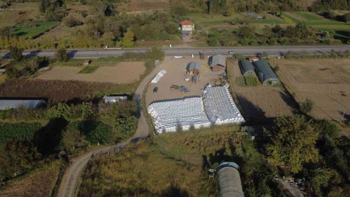 Atıl Durumda Olan Araziler Silaj Mısır Üretimiyle Canlandı