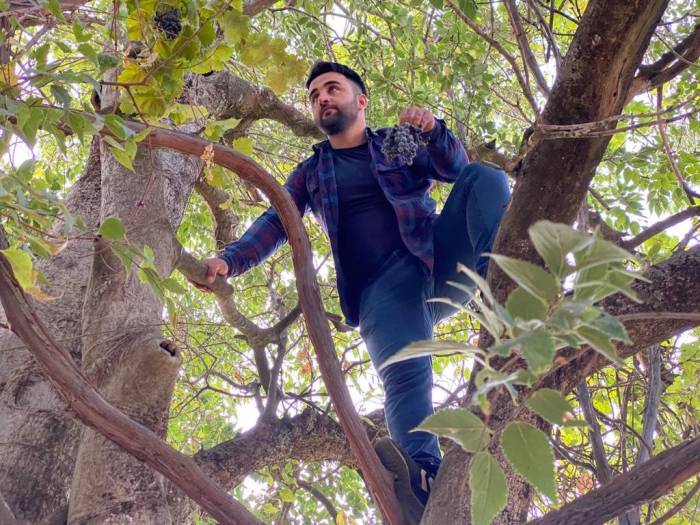 Asırlık Üzüm Ağacı Verimi Şaşırtıyor