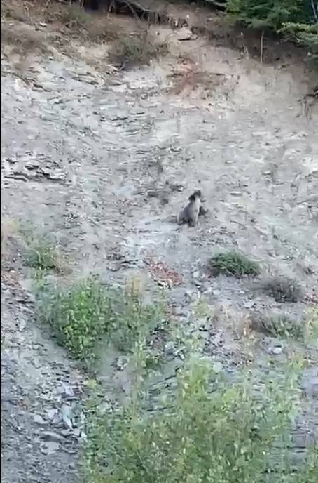 Kastamonu’da Yollara Çıkan Ayılar Kamerada