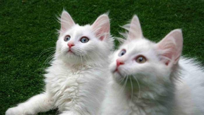 Van Kedilerine 250 Bin Ziyaretçi