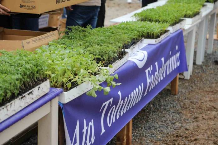 Bodrum Belediyesi Üreticilere Fide Desteği Verilecek