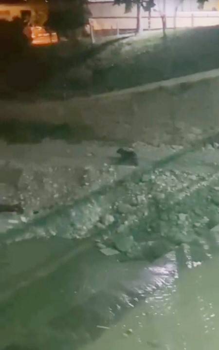 Ayılar, İlçe Merkezine İndi