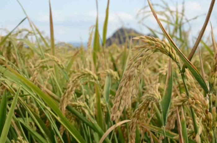 Çorum’un Osmancık İlçesinde, ’beyaz Altın’ Olarak Adlandırılan Çeltiğin Hasadı Başladı