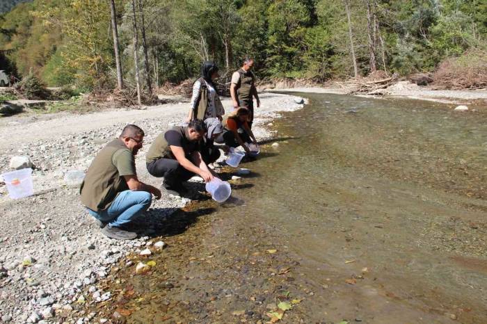 Kırmızı Benekli Alabalıklar Suya Salındı