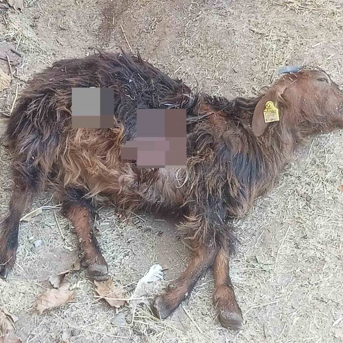 Tunceli’de Aç Kalan Ayılar, Hayvanlara Zarar Vermeye Başladı