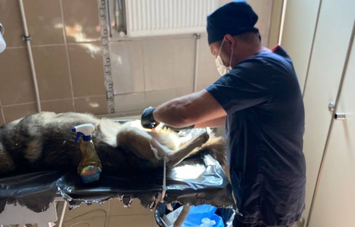 Hakkari’de Sokak Hayvanlarına Aşı