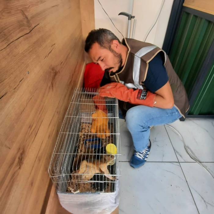 İşyerinde Beslenen Sincap Koruma Altına Alındı
