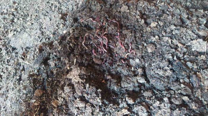 10 Bin Adetle Başladı, Şimdi Sayısı 3 Milyonu Buldu