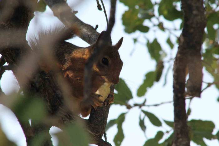 Sincabın Meşe Palamudu Keyfi