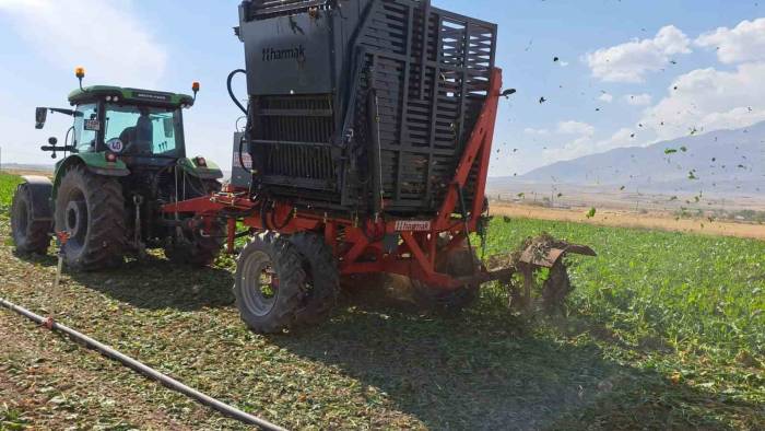 Adilcevaz’da Pancar Sökümüne Başlandı