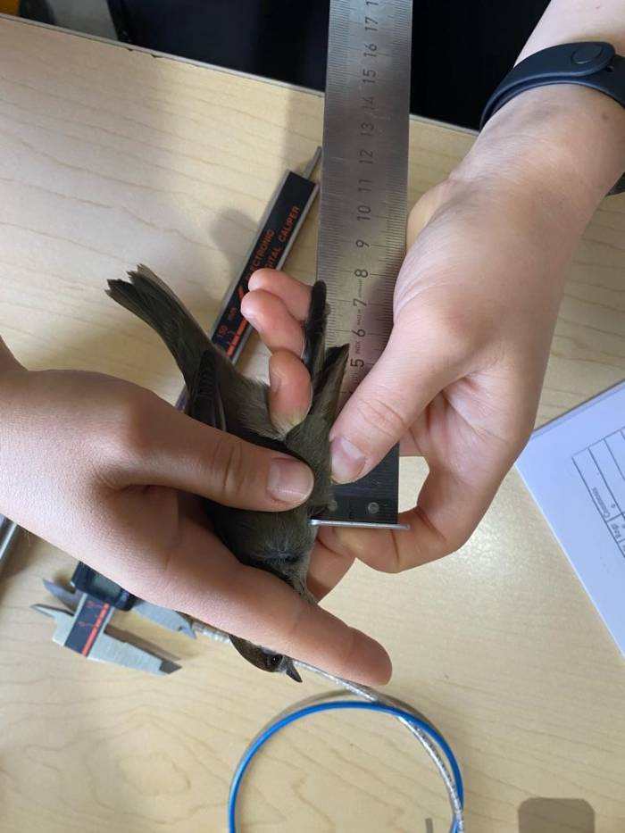 Eymir Kuş Halkalama İstasyonu’nda 5 Yılda 12 Bin Kuş Halkalandı