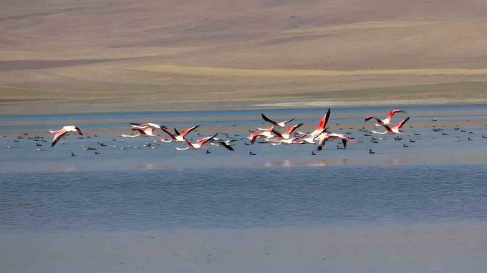 Erçek Gölü Flamingoların Gözde Mekanı Haline Geldi
