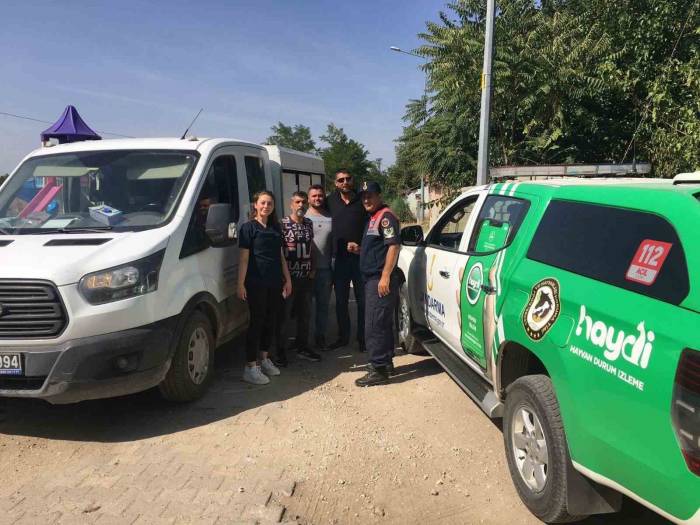 Sahipsiz Köpek Denetimi