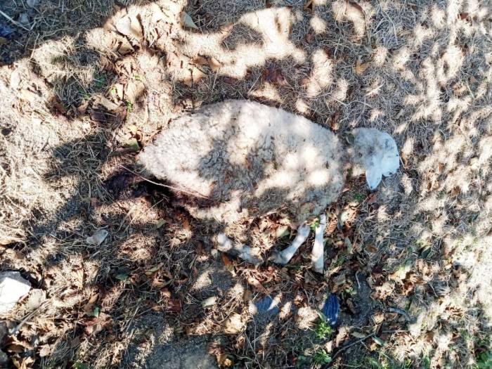 Hayvanları, Sokak Köpekleri Tarafından Telef Edilen Mahalleli İsyan Etti