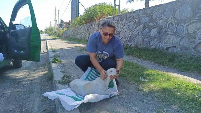 Yolda Bulduğu Köpeği Tedavi Ettirip Koruma Altına Aldı