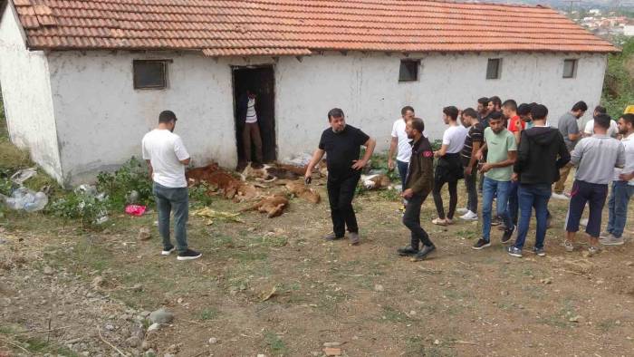 Ahırda Bulunan 11 Buzağı Telef Oldu, 4’ü Yaralandı