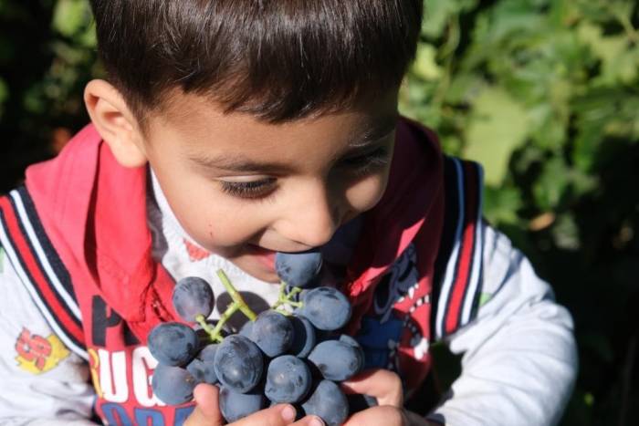 Tescilli Cimin Üzümü Hasadı Sürüyor