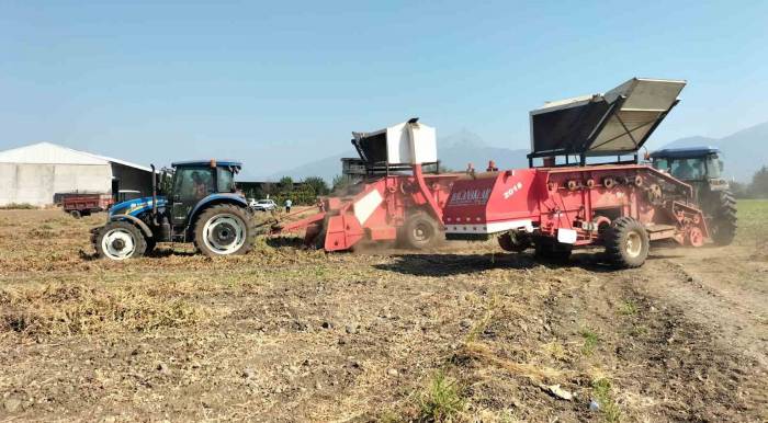 Osmaniye’de Yer Fıstığı Hasadı Başladı