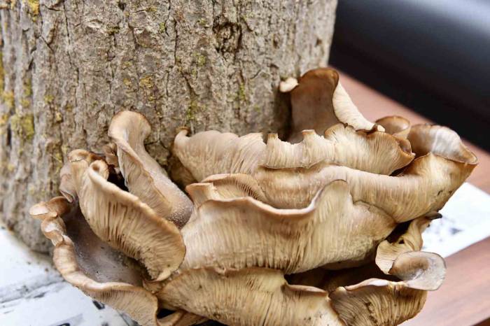 Mustafakemalpaşa Tarımda Yeni Kapı Daha Araladı