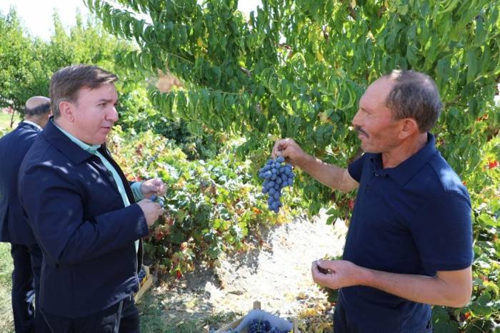 Vali Aydoğdu, Üzüm Hasadına Katıldı