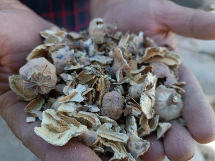 Afyonkarahisar’ın Simgesi ‘Haşhaş’ta Kapsül Alımı Başladı