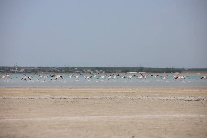 Arin Gölü’nün Renkli Misafirleri Çevredeki Vatandaşların İlgi Odağı Oldu