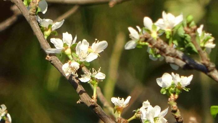 Sonbaharda Çiçek Açan Erik Ağacı Görenleri Hayrete Düşürüyor