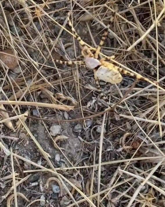 Isırığı Sinir Hücrelerini Yerle Bir Ediyor: Bu Sefer Elazığ’da Görüldü