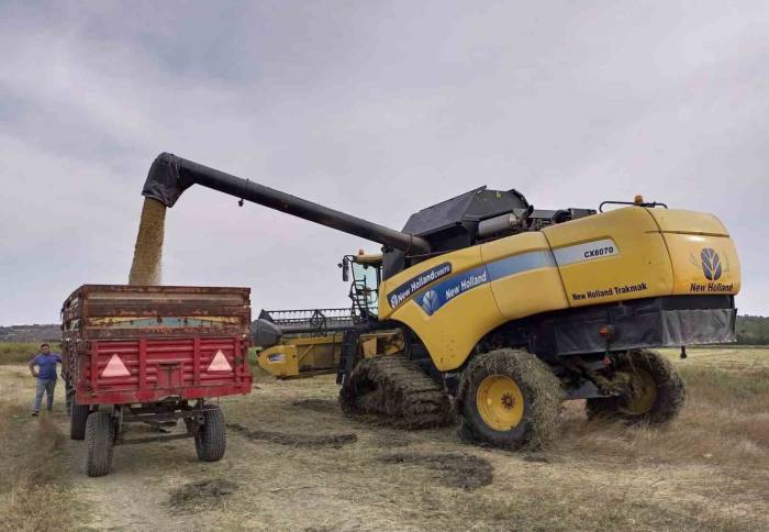 Pehlivanköy’de Çeltik Hasadı Başladı