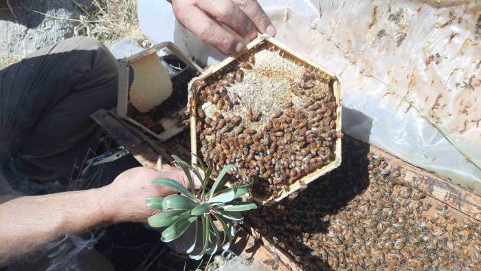 2 Bin 500 Metre Rakımda Sahiplendirilen Kovanlardaki Ballar Hasat Edildi