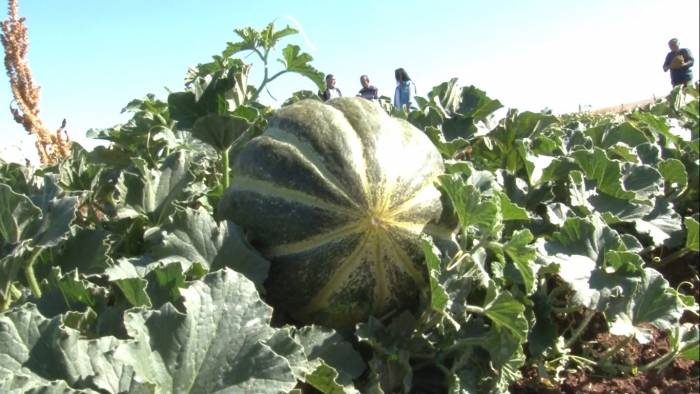 Kütahya’nın Meşhur ’terziler Kavunu’ İçin Coğrafi İşaret Tescili Başvurusu
