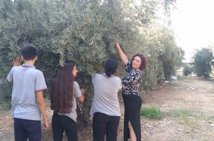 Arkadaşlarına Destek İçin Zeytin Hasat Ettiler