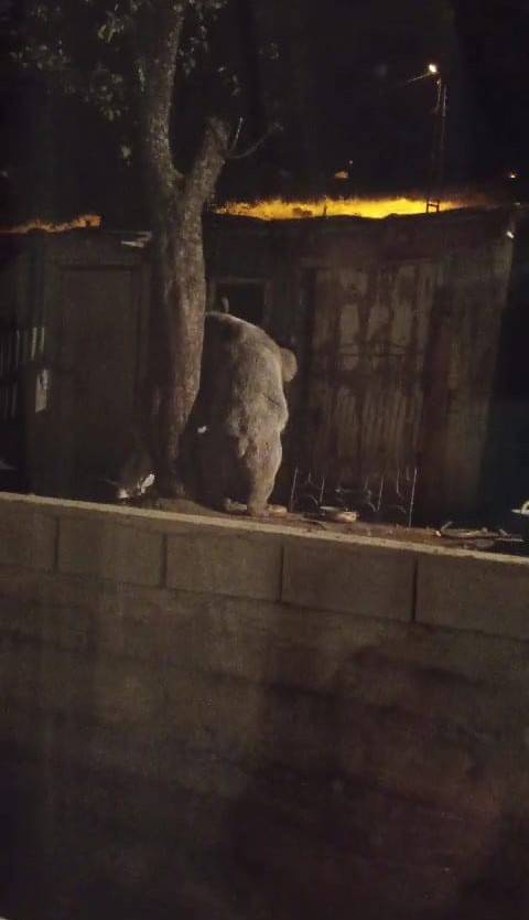 Boz Ayı Bu Kez Eli Boş Döndü