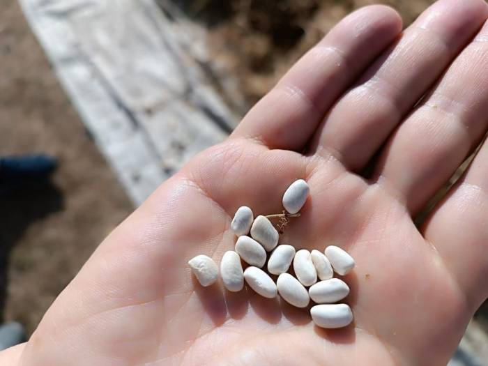 Kuru Fasulyenin Sofralara Yolculuğu Traktörle Ezilerek Başladı