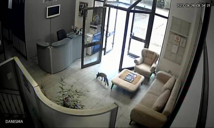 Televizyon Binasına Giren Tilki Ortalığı Birbirine Kattı