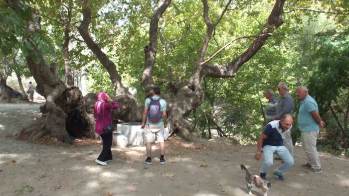 Kazdağında 750 Yıllık Çınar Ağacı İlgi Odağı Oldu