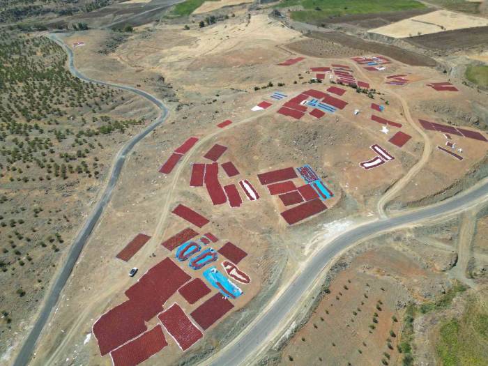 Sınırın Sıfır Noktasında "En Acı" Hasat