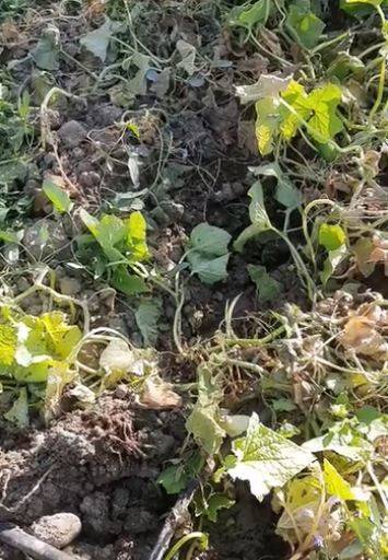 Elazığ’da Domuzların Talanı Bitmiyor: Sebze Bahçeleri Kullanılmaz Hale Geldi