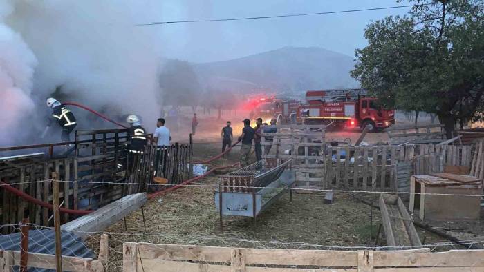 Isparta’da 500 Balya Saman Yandı