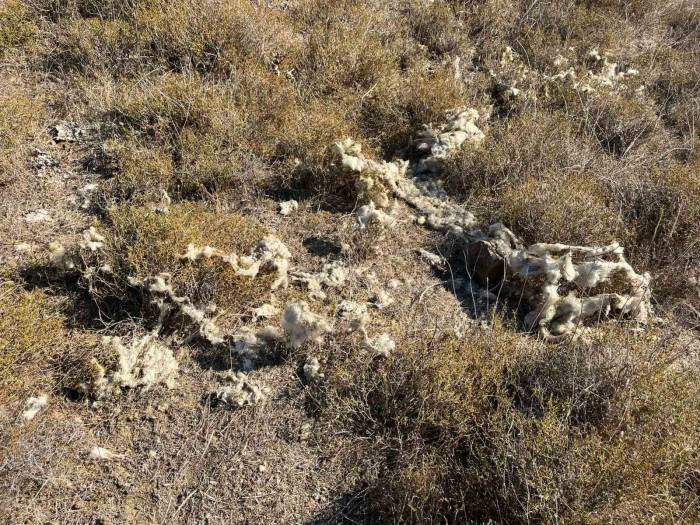 Şehre İnen Çakallar Büyükbaş Ve Küçükbaş Hayvanlara Saldırdı